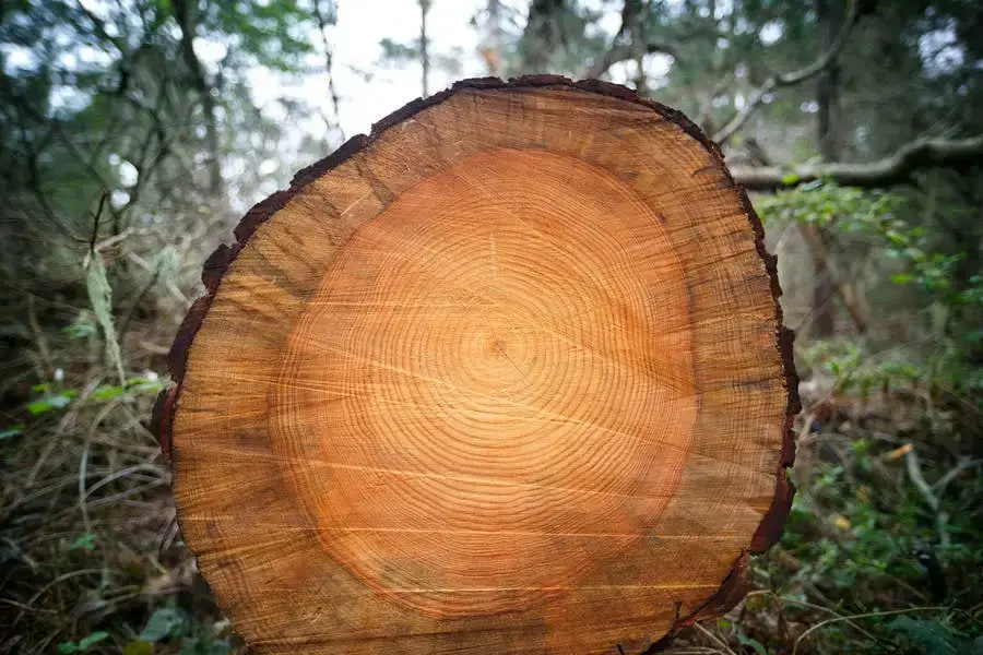 Organic patterns in a cross-section of a tree