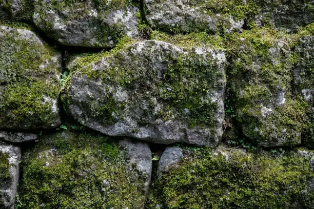 The texture of moss on a stone